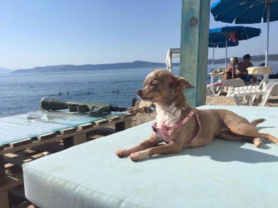La Villa - Beach House & Rooms ツリクヴェニツァ エクステリア 写真